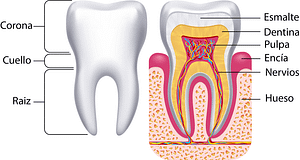 Diente y sus partes